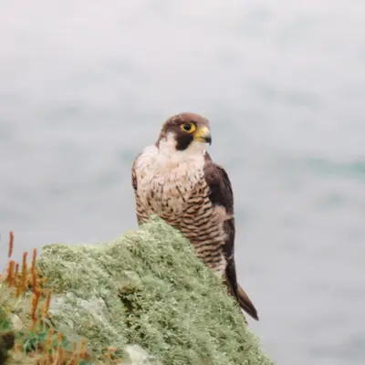 (c) Noah, some rights reserved (CC BY-NC) Peregrine Falcon