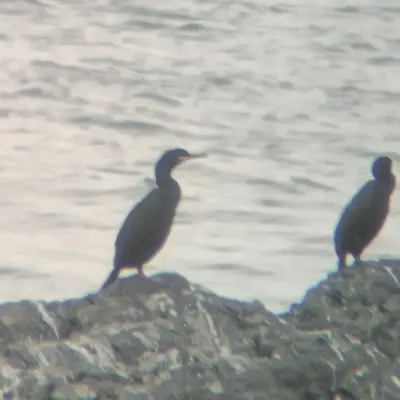 no rights reserved European Shag