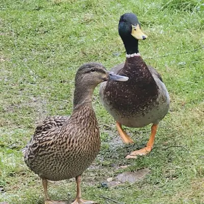 (c) maireadhowcroft, some rights reserved (CC BY-NC) Mallard