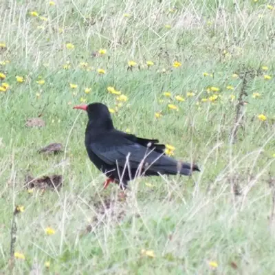 (c) rea_74, some rights reserved (CC BY-NC) Red-billed Chough