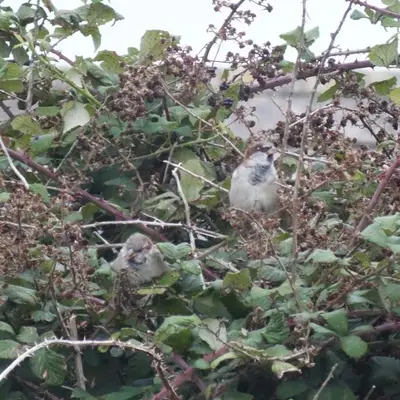 (c) rea_74, some rights reserved (CC BY-NC) House Sparrow