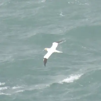 (c) rea_74, some rights reserved (CC BY-NC) Northern Gannet